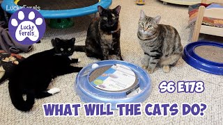 Treat Training Feral Cats, A New Turbo Scratcher   S6 E178  Rescued Kittens, Lucky Ferals