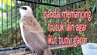 trucukan gacor pandai memancing trucuk malas bunyi jadi nyaut bunyi gacor