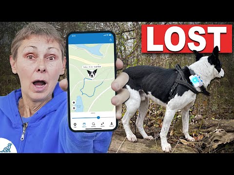 Video: ASPCA App Baru Untuk Anjing Yang Berjalan Away pada Keempat