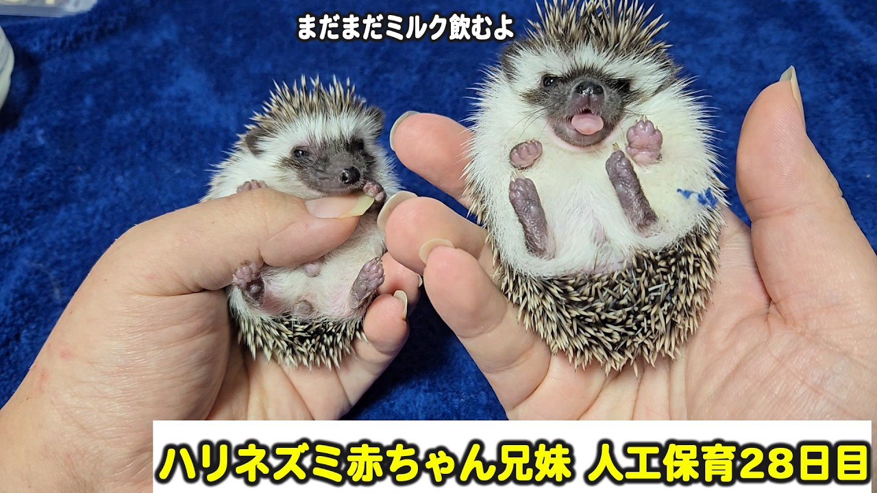 ハリネズミ の 赤ちゃん