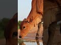 Baby Cow Drinking Water… Then Something Terrified It 😱 #shorts