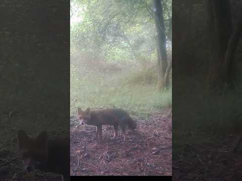 Wildlife Caught on Camera! | Trail Cam Tuesday  #12