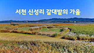 서천 신성리 갈대밭의 가을 사진영상입니다. - Richard Clayderman-가을의 속삭임 screenshot 5