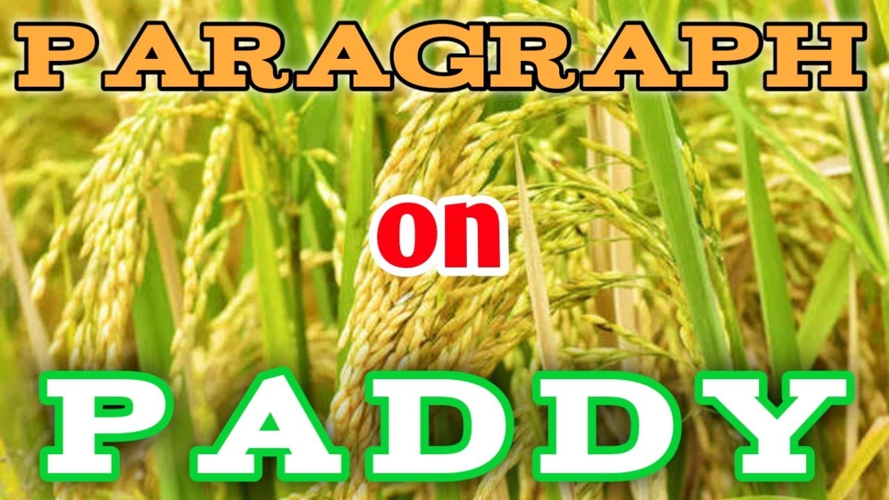 essay on paddy