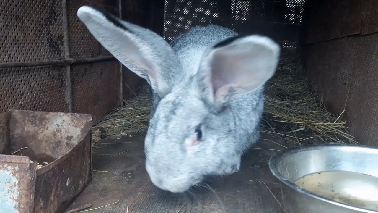 O noua zi! #15 Iepuri Californieni si Neozeelandezi