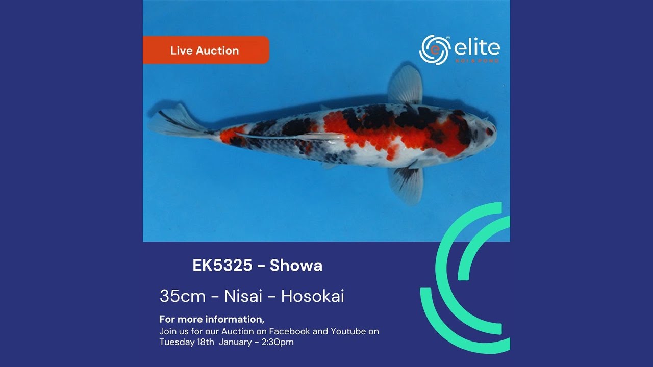 Don’t Miss the Live Dutch Auction: This spectacular Showa is Up for Grabs!