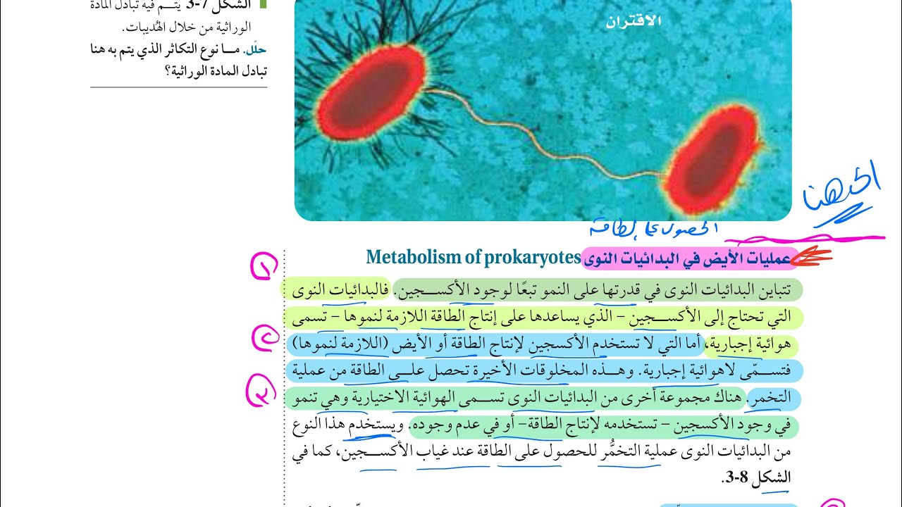 البكتريا ( الجزء الثاني) (أحياء أول ثانوي 1446 )