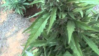 Grand Daddy Purple Dorfed