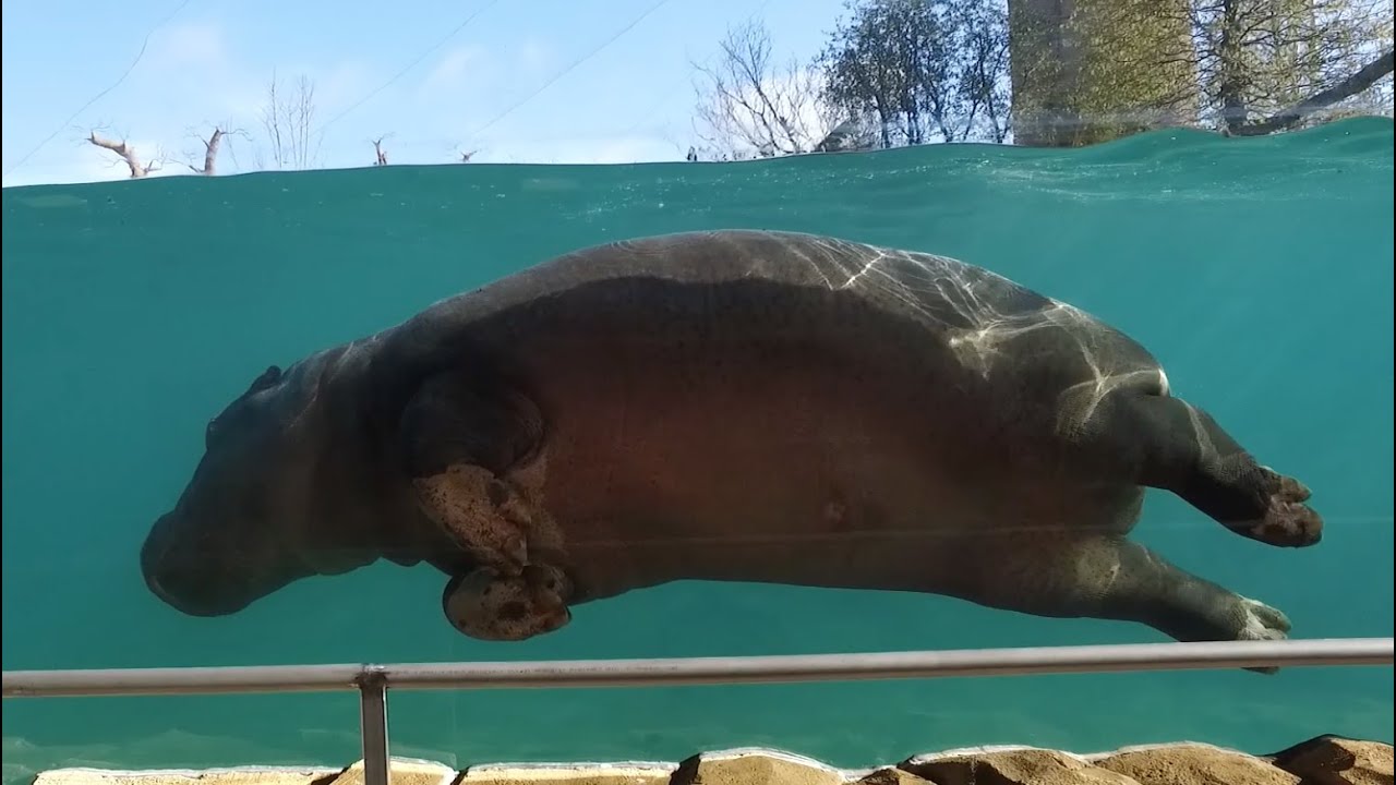 La Danse Des Hippos Youtube La Danse Des Hippos Youtube
