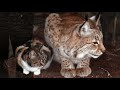 INCREÍBLE AMISTAD entre gatito y lince