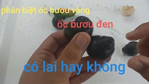 100% Bà con khi mua ốc nhầm/cách phân Biệt Ốc Bươu Đen,Ốc Bươu vàng, ốc lác,ốc có lai hay không