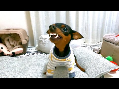 強引に仲直りを迫るジャイアンみたいな犬【ミニピン】