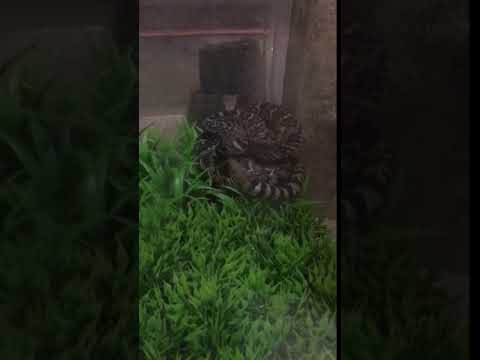 rattle meaning in english The Western Diamond Back Rattlesnake Rattle