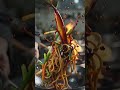 Wok Toss Noodles | Fire Sizzle ASMRFoodASMR #CookingSounds #SatisfyingVideo #ASMRcooking #FoodPorn