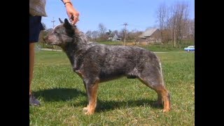 Australian Cattle Dog