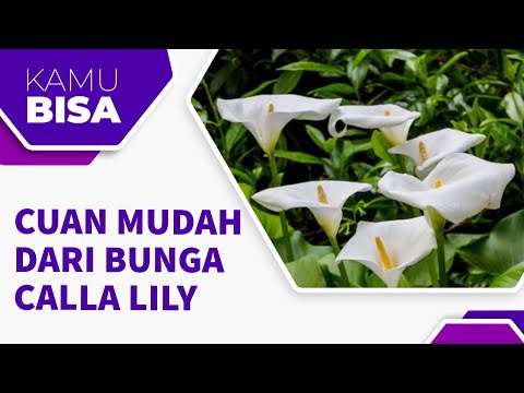 Video: Berapa harga bunga calla lily?