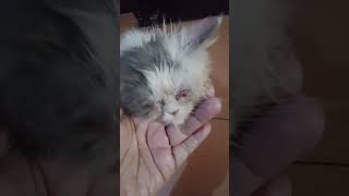 cepet sembuh ya meong, biar yg oper kamu menyesal #cat #kitten