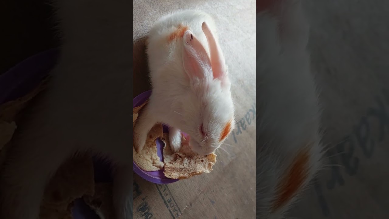 #shortsviral #trending #youtuberabbit #bunny #animal #@MASH-h5l