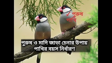 জাভা পাখি পালন, পাখির বয়স নির্ধারণ পুরুষ ও মাদি পাখি চেনার উপায়