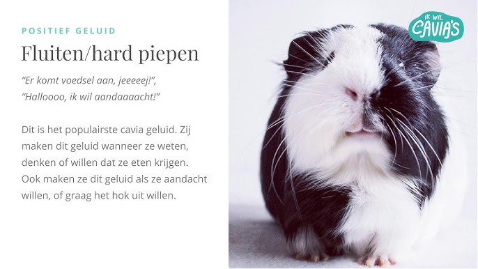 Hoe maak je je cavia tam? – 7 tips! - YouTube Hoe Maak Je Je Cavia Tam? – 7 Tips! - Youtube