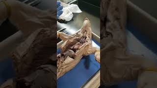 Pig Dissection 🐖 Part 1