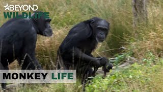 S8E11 | Tragedy Strikes The Park As Cherri Loses One Of Her Twins | Monkey Life | Beyond Wildlife