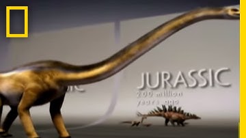 Fossil Record Mystery | National Geographic