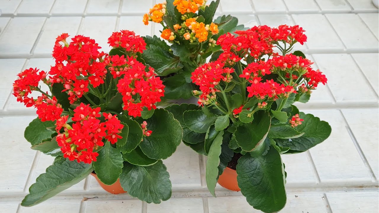Kalanchoe Flowering How To Make A Kalanchoe Rebloom !! YouTube