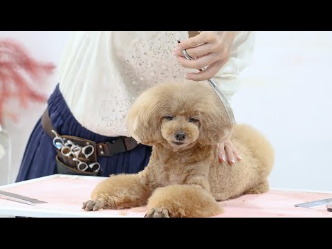 トリミング中に眠くなったトイプードルは最後まで頑張れるのか??