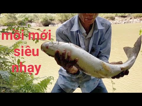 Video Trắm sông, Tai tượng sông. Kéo phê - youtube