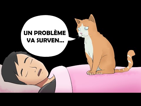 Vidéo: Les chats ont-ils un sixième sens?