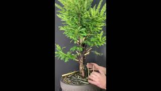 Travaux Intermédiaires Sur Un Taxus Baccata