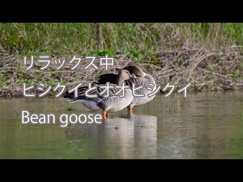 【リラックス中】ヒシクイとオオヒシクイ Bean goose