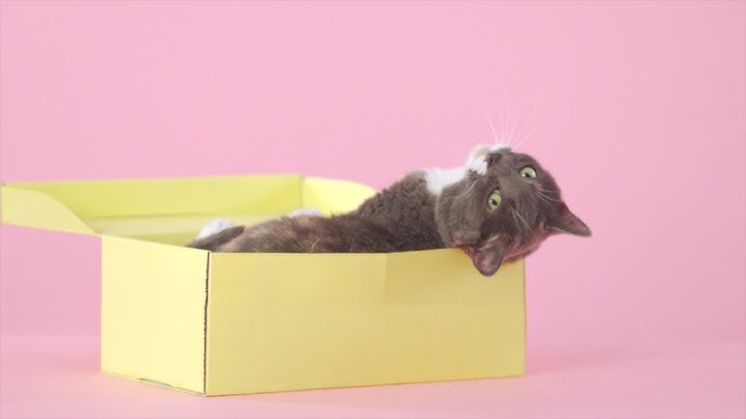 Kiissiinkaa жеке жазбасы