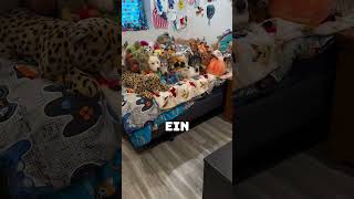 Sind das echte Tiere oder einfach nur Plüsch? 😱 Cred: @eight_fluffytails auf Instagram.