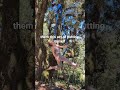 The paradox of feeling grounded upside down #aerialsilks #personalgrowth
