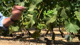 Atlas Vineyard Management- Viticulture Best Practices