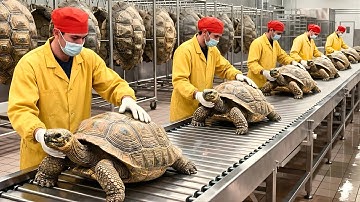 Inside the Luxury Turtle Shells Factory – How High-End Industrial Products Are Made (Full Process)