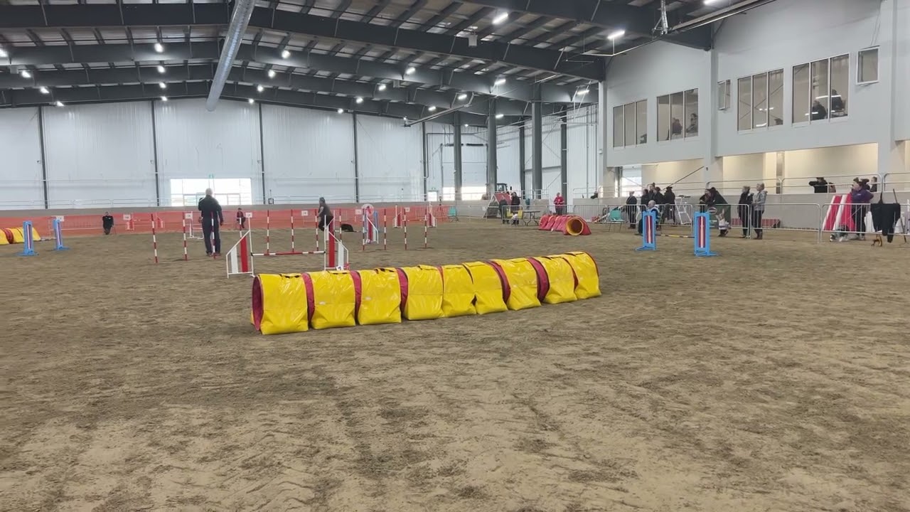 Bee-Line - UKI Trial - PHD Dog Sports (Feb 2023)