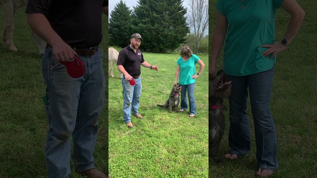 Pet Stop Electric Dog Fence Training / Retractable Leash Training and