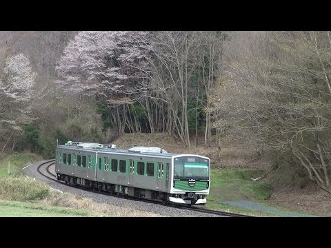 山桜とアキュムとキハ40。（烏山線）