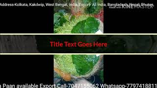 Betel leaf meetha paan bangla available
