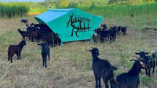 Teaching Baby Goats to Eat | Weaning Kids, New Feeders & Ranch Life
