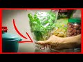 🔥 SECRETO  para CONSERVAR el Cilantro 🍀 por MUCHO mas Tiempo!