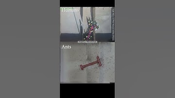 Ants Vs Humans: Problem Solving skills