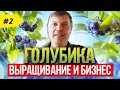 Голубика как бизнес  Посадка, выращивание и уход за голубикой | Blueberry