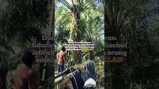 Pemula izin lewat suhu#petanimandiri #kerjakeras #kulisawit #cutingskil #egreksawit #sbl #trending