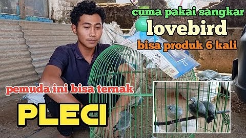 berawal dari sering gagal bisa ternak pleci cuma pakai sangkar gantung