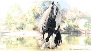 Pearlie King, Gypsy Vanner Horse Stallion
