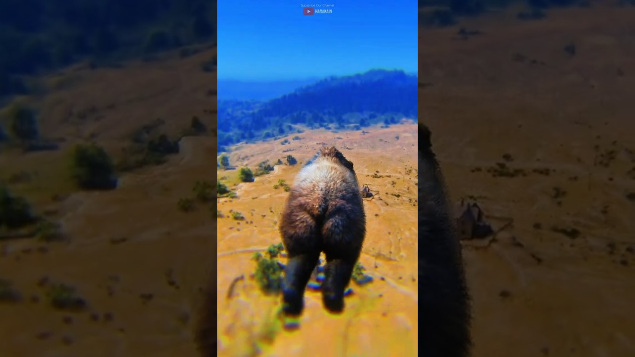 Какое животное выживает после падения с воздушного шара в RDR2? 